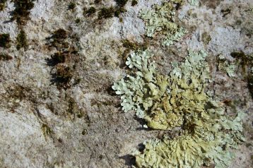 Lichen, Cascades Hike, Giles Co, VA by Andrea Badgley on Butterfly Mind