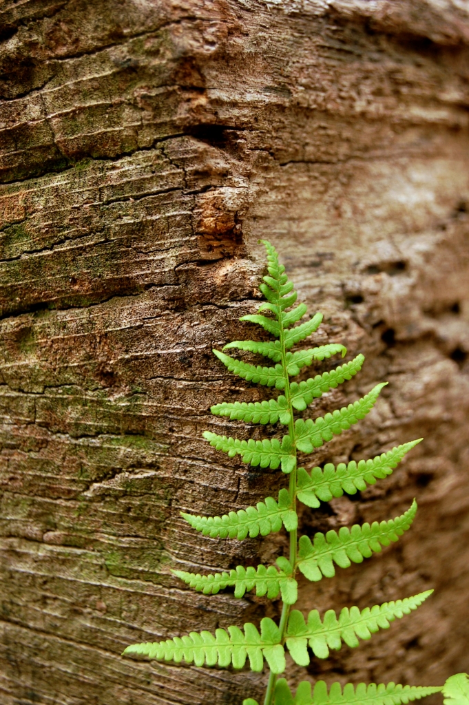 Green fern unfurling in spring on Appalachian Trail, Sawtooth Ridge, VA on andreabadgley.com
