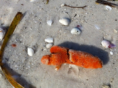 Orange sponge - Dead Man's Finger - washed ashore on Anna Maria Island after Tropical Storm Andrea on andreabadgley.com