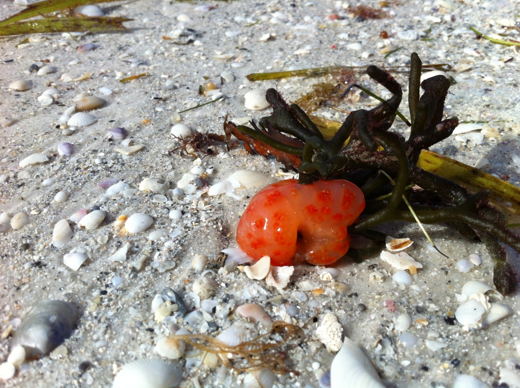 Sea pork (orange speckled blob) washed ashore on Southwest Florida beach after Tropical Storm Andrea on andreabadgley.com