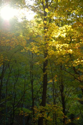 Golden tree (beech?) in sunbeam, autumn, Appalachia on andreabadgley.com