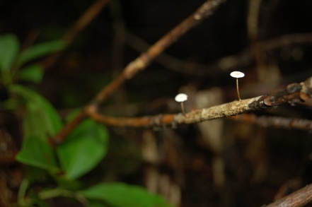 Tiny mushrooms, Breaks Interstate Park, Virginia by Andrea Badgley