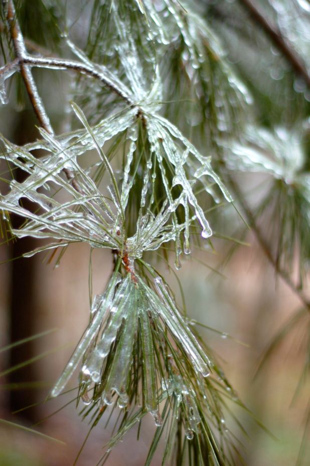 iced pine needles