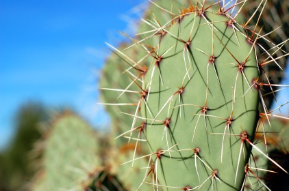 Paddle and spines of (potentially?) prickly pear cactus