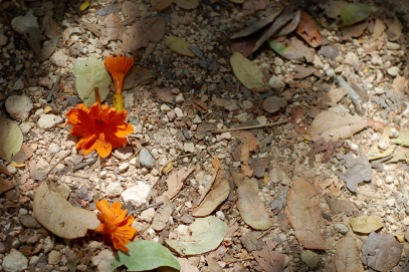 Flowers on the ground at Chichen Itza