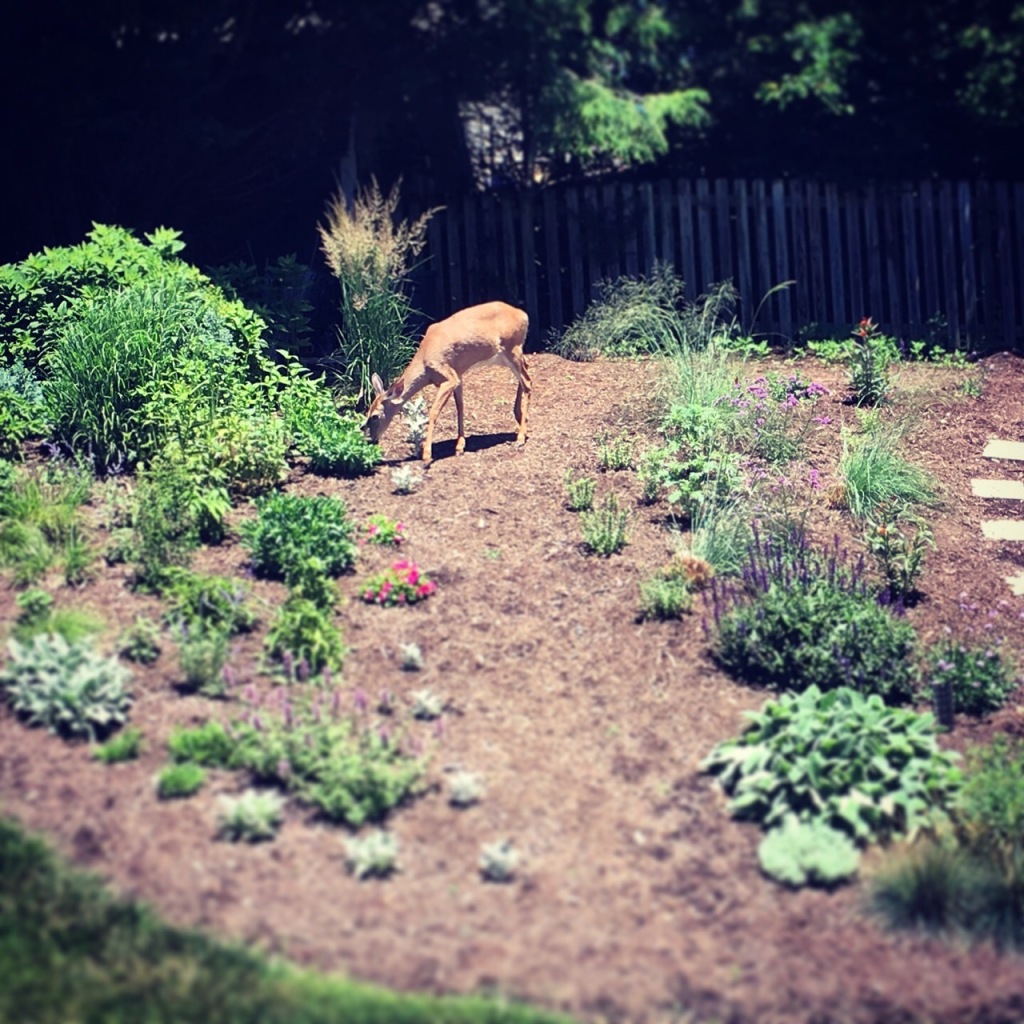 June 11 deer in garden copy